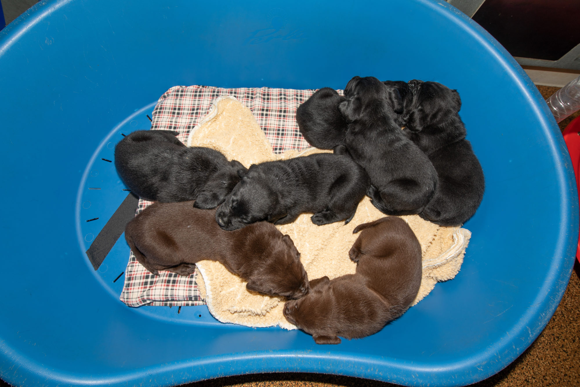 Dans la nursery de l'école de chien-guide d'Allschwil, la portée de Kira est installée sur un coussin et une 
              couverture disposés dans une corbeille bleue. 5 chiots sont de couleur noire, deux de couleur chocolat