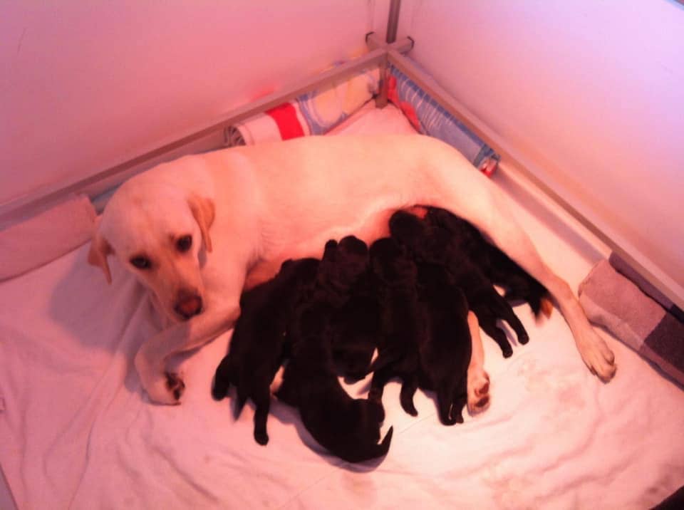 Dans la nursery de la fondation romande de
              chiens-guides, toute la portée de Yuka, composée de 8 chiots noirs, est couchée. Nous voyons Shila, 
              leur mère, de couleur beige, est en train de manger