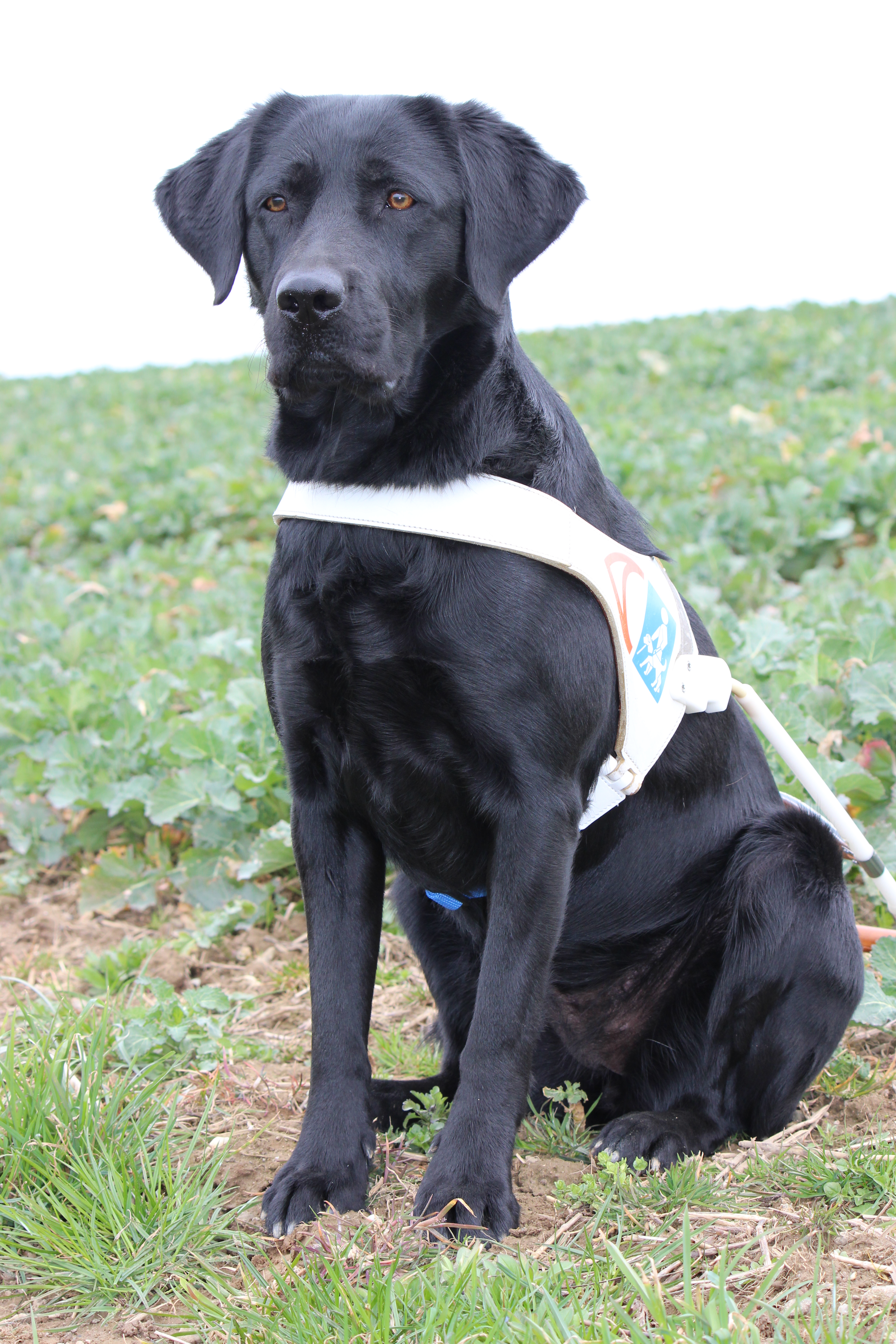 Une photo de Yuka qui vient de réussir son examen de chien-guide.